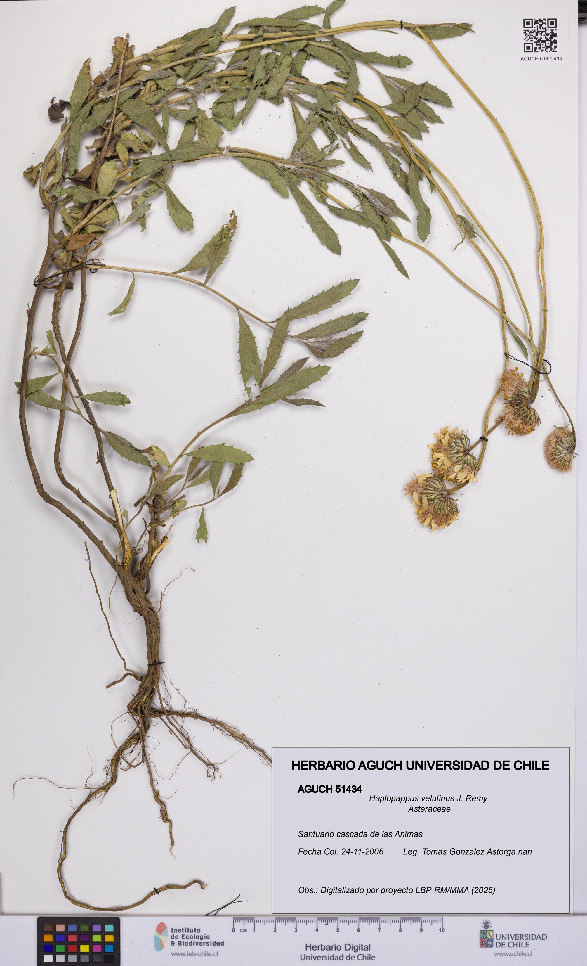 Haplopappus velutinus [Espécimen: UCH:AGUCH:0051434]