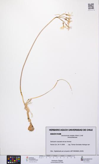 Leucocoryne ixioides [Espécimen: UCH:AGUCH:0051438]
