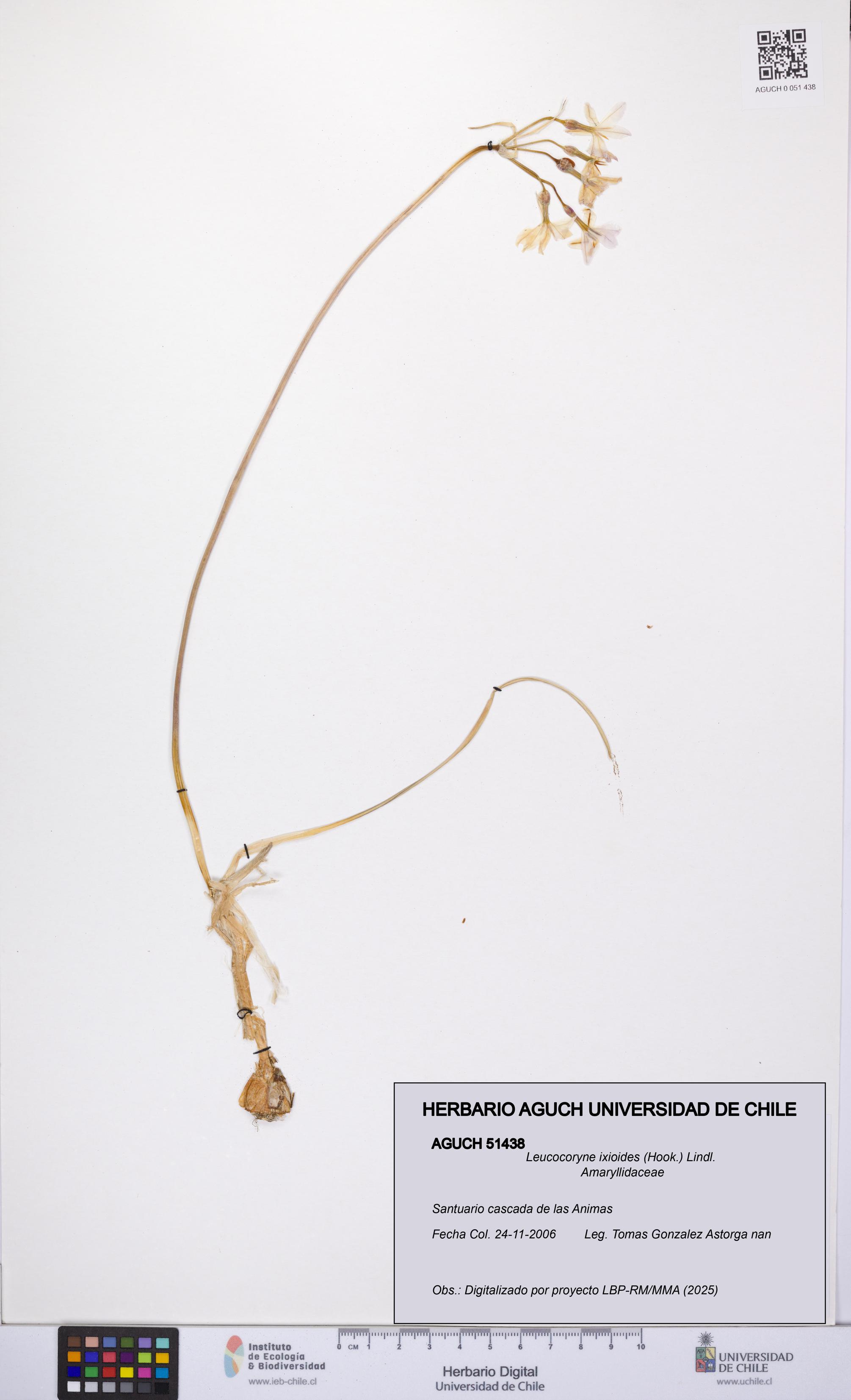 Leucocoryne ixioides [Espécimen: UCH:AGUCH:0051438]