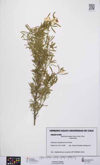 Baccharis linearis [Espécimen: UCH:AGUCH:0051451]