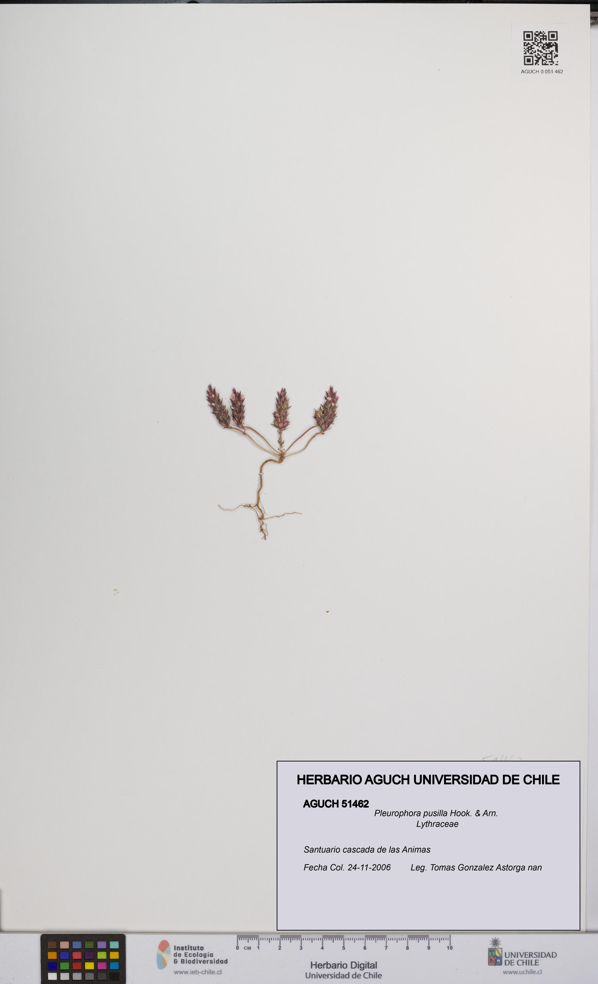 Pleurophora pusilla [Espécimen: UCH:AGUCH:0051462]