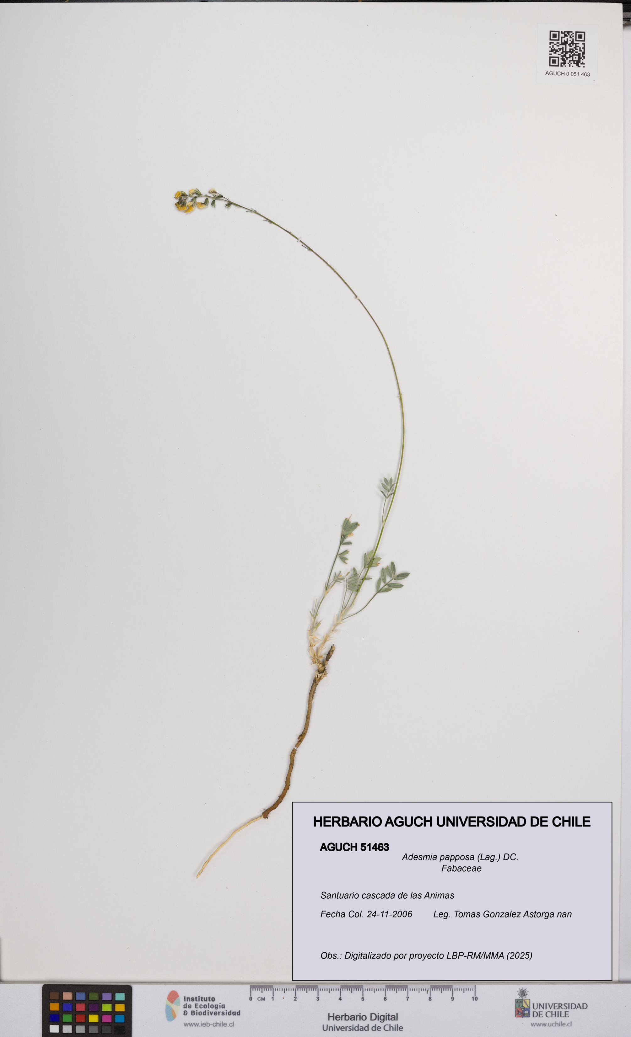 Adesmia papposa [Espécimen: UCH:AGUCH:0051463]