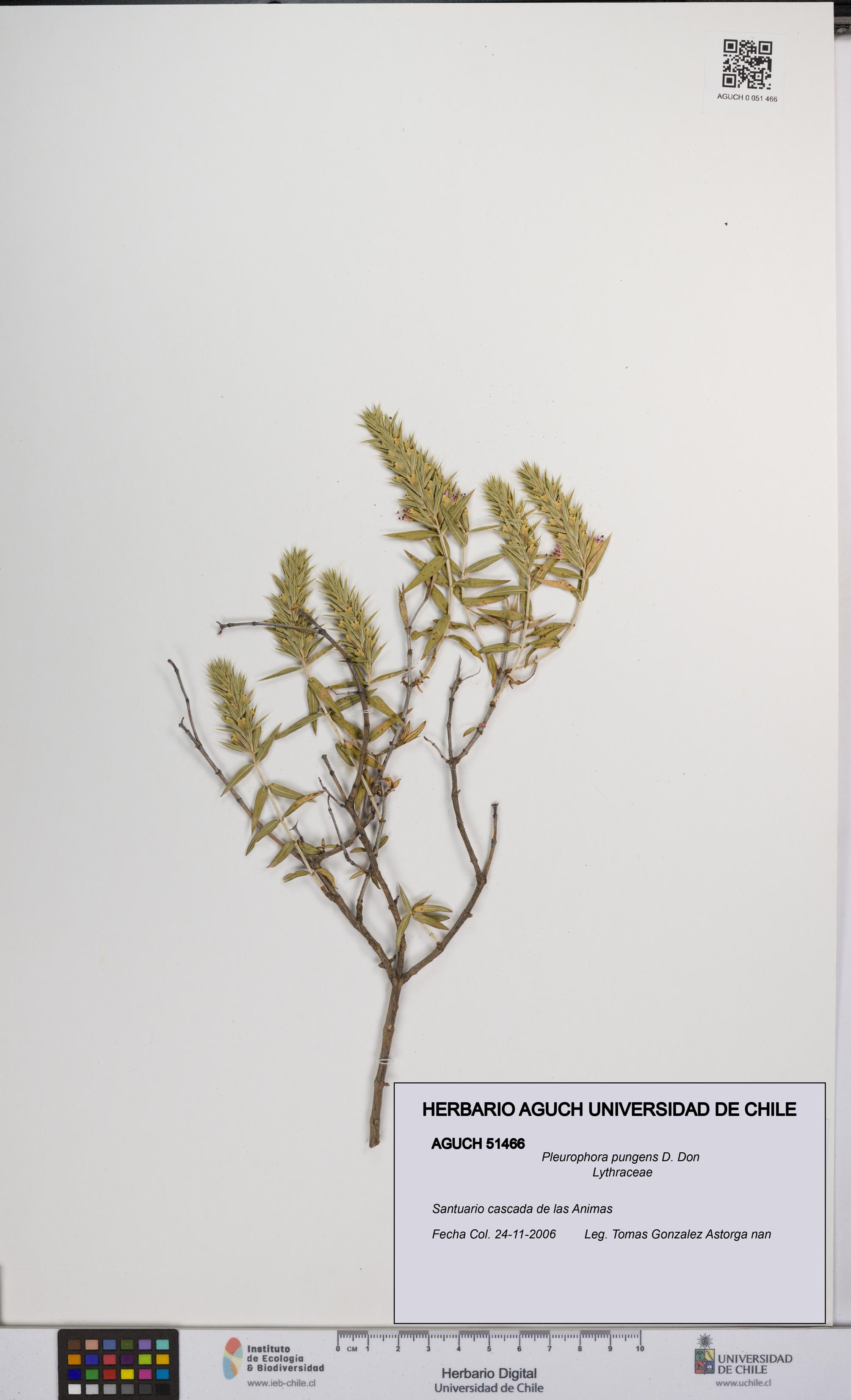 Pleurophora pungens [Espécimen: UCH:AGUCH:0051466]