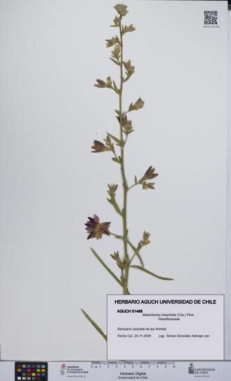 Malesherbia linearifolia [Espécimen: UCH:AGUCH:0051468]