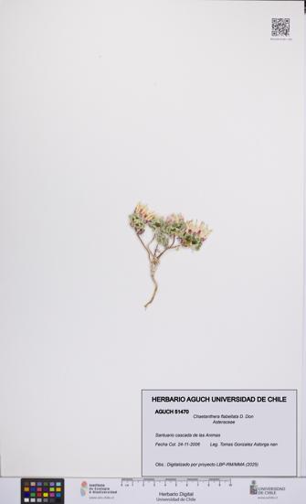 Chaetanthera flabellata [Espécimen: UCH:AGUCH:0051470]