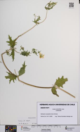 Loasa sclareifolia [Espécimen: UCH:AGUCH:0051471]