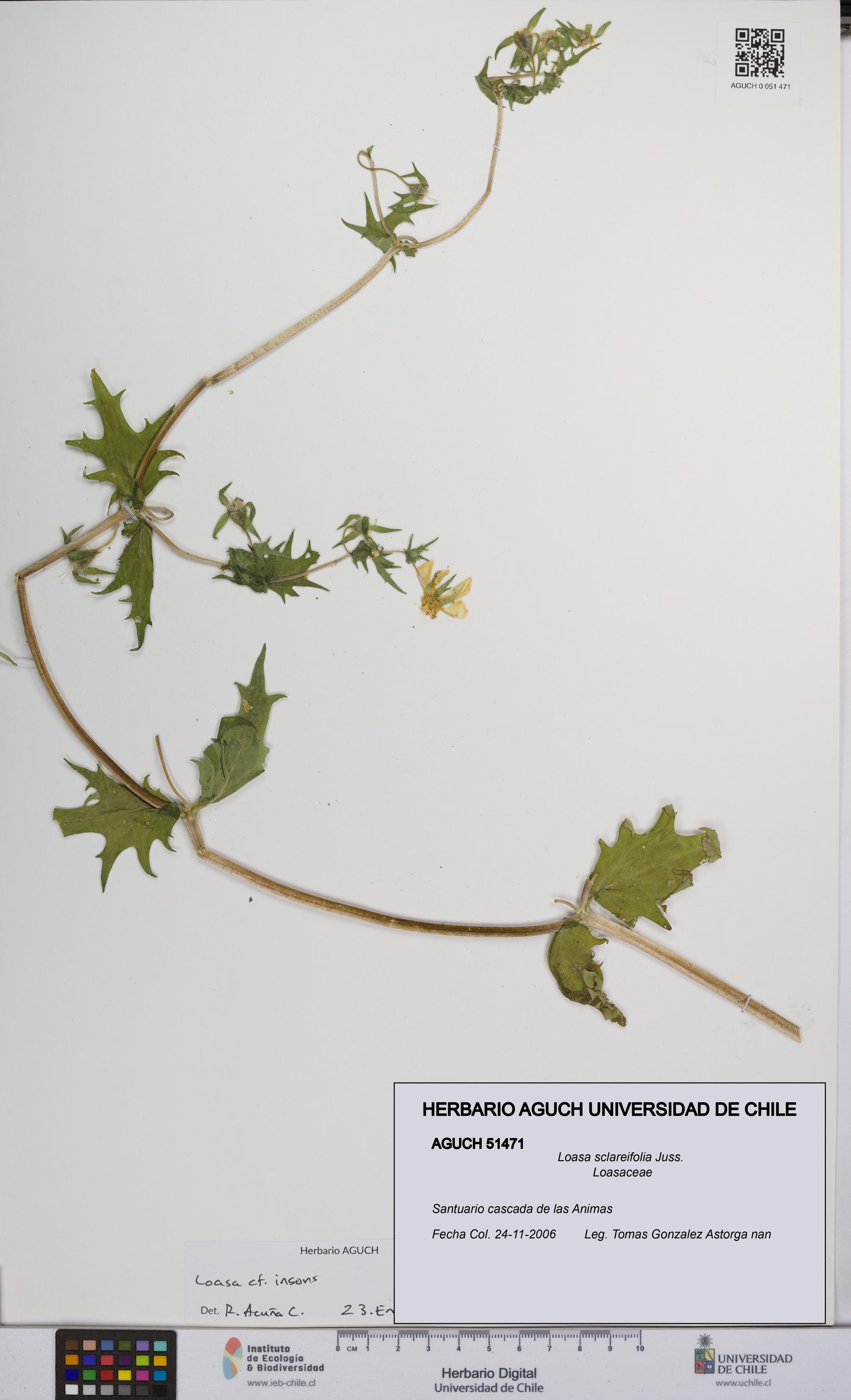 Loasa sclareifolia [Espécimen: UCH:AGUCH:0051471]