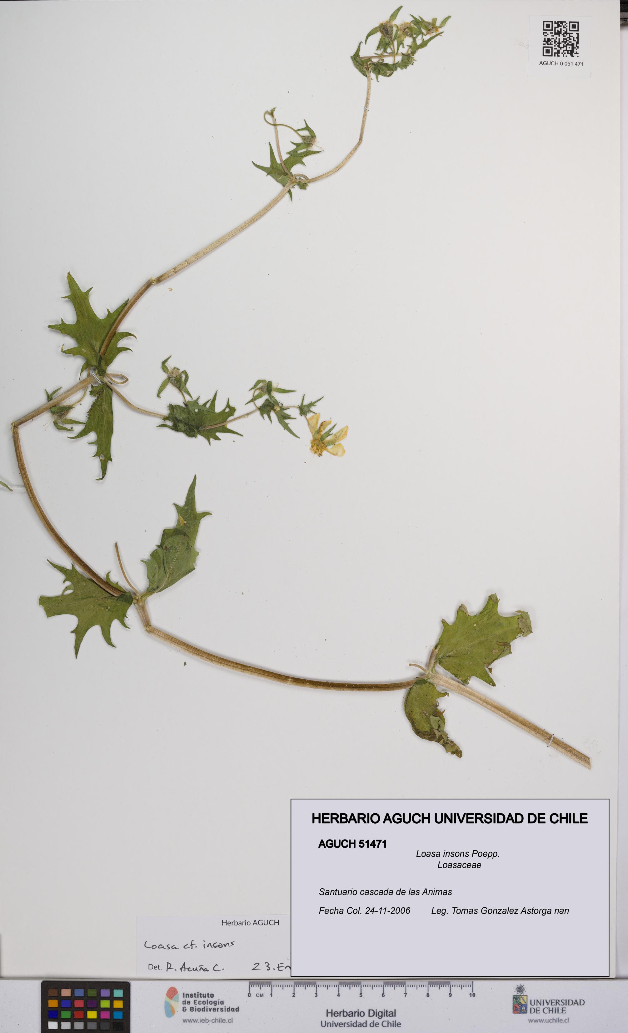 Loasa insons [Espécimen: UCH:AGUCH:0051471]