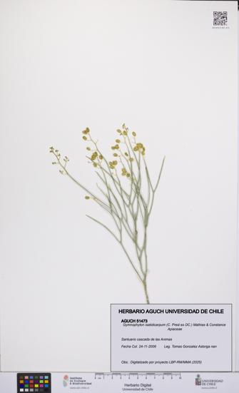 Gymnophyton isatidicarpum [Espécimen: UCH:AGUCH:0051473]