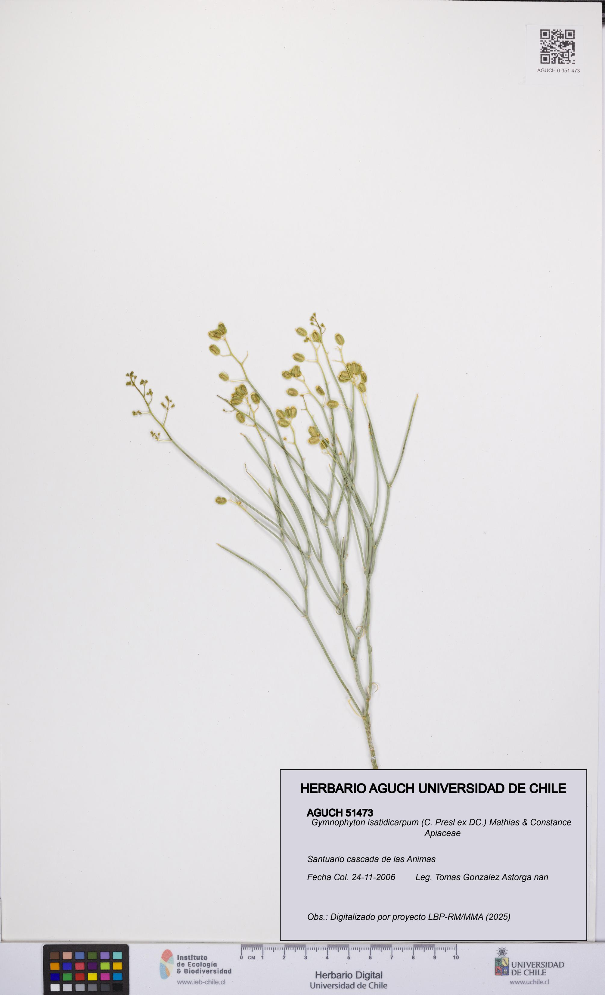 Gymnophyton isatidicarpum [Espécimen: UCH:AGUCH:0051473]