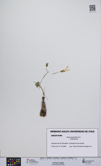Oxalis squamata [Espécimen: UCH:AGUCH:0051481]