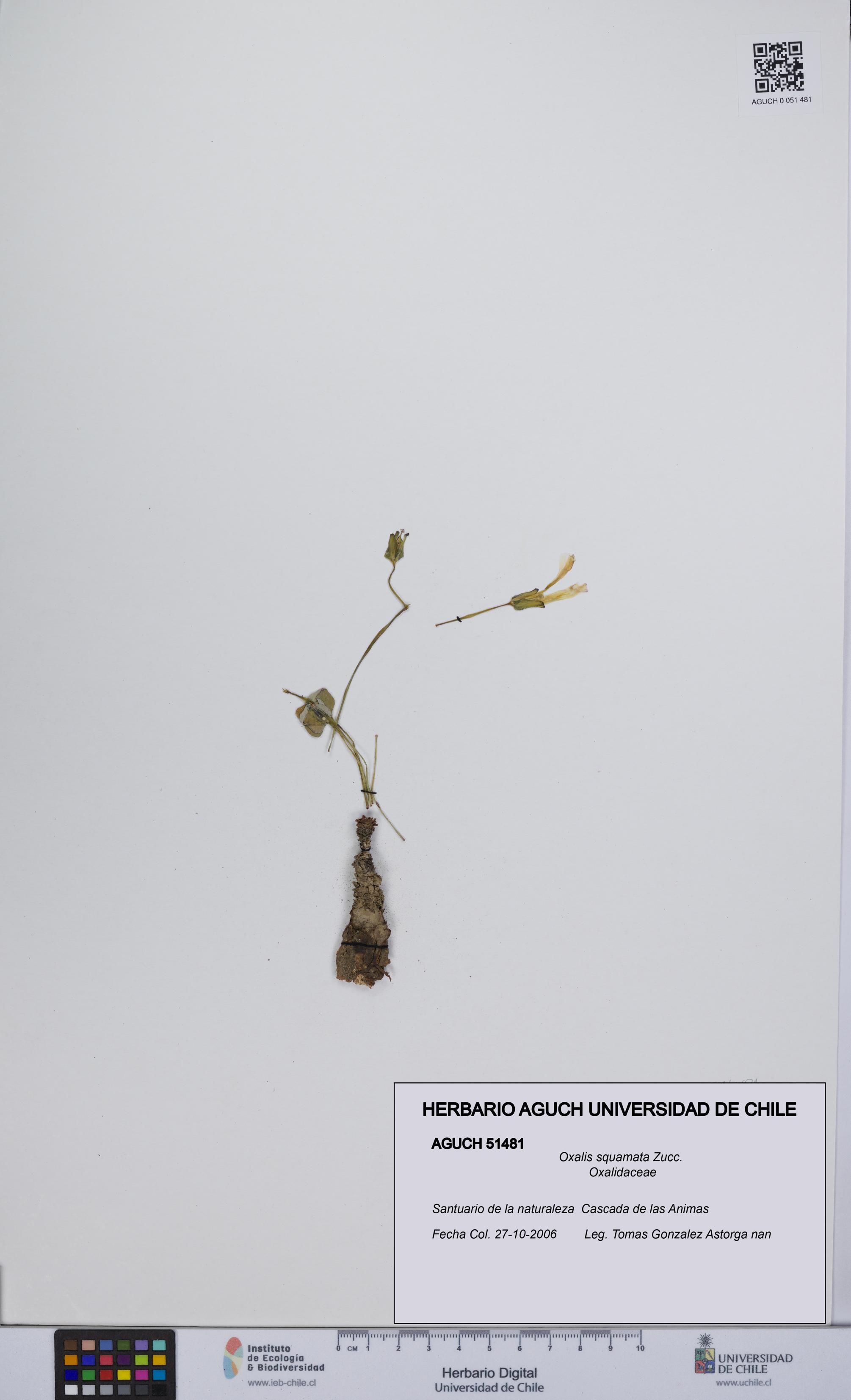 Oxalis squamata [Espécimen: UCH:AGUCH:0051481]