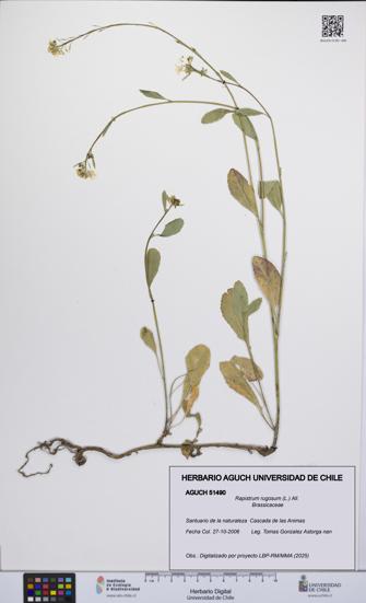 Rapistrum rugosum [Espécimen: UCH:AGUCH:0051490]