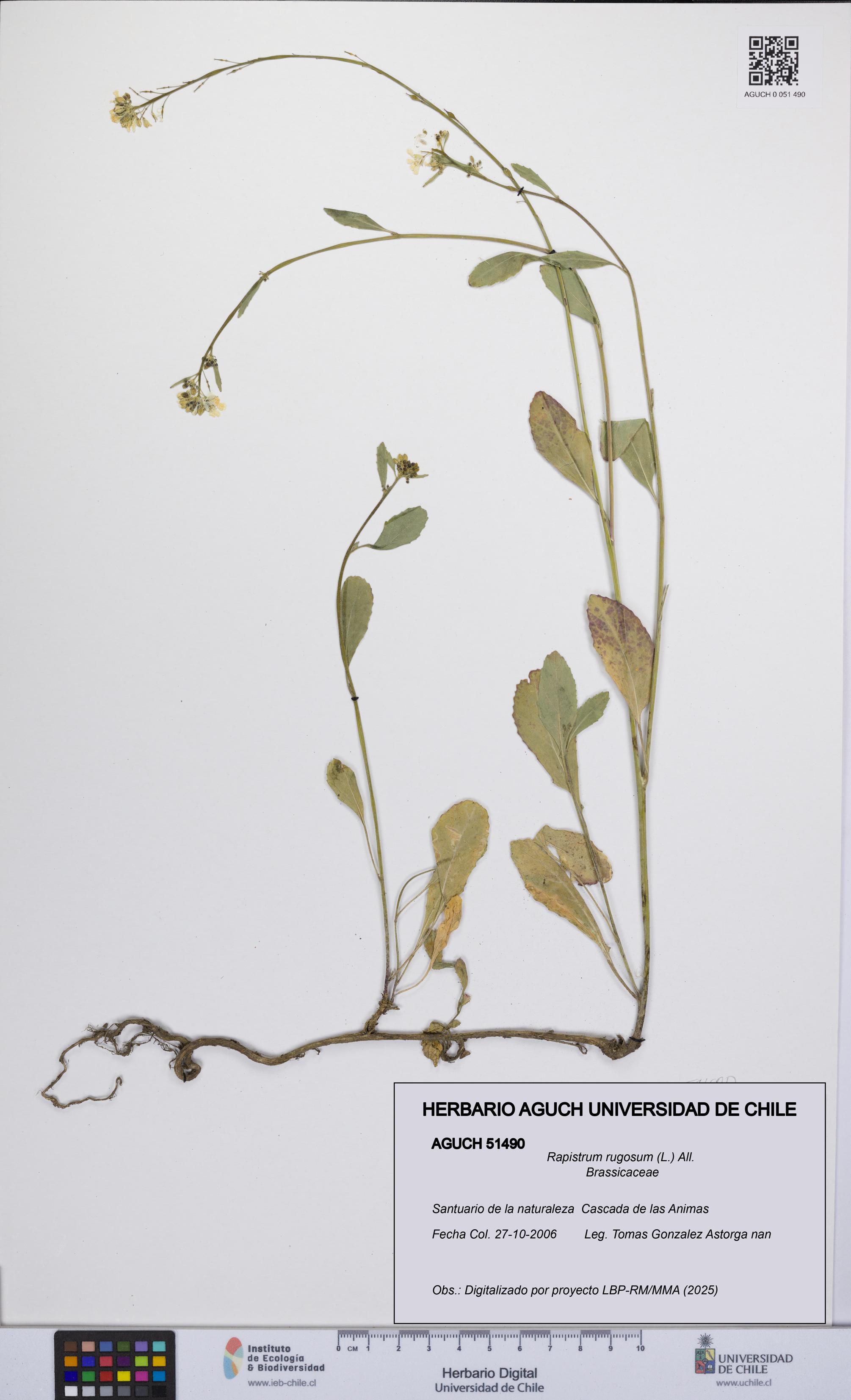 Rapistrum rugosum [Espécimen: UCH:AGUCH:0051490]