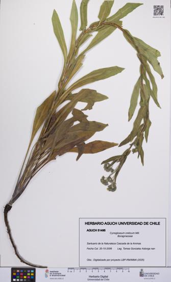Cynoglossum creticum [Espécimen: UCH:AGUCH:0051495]