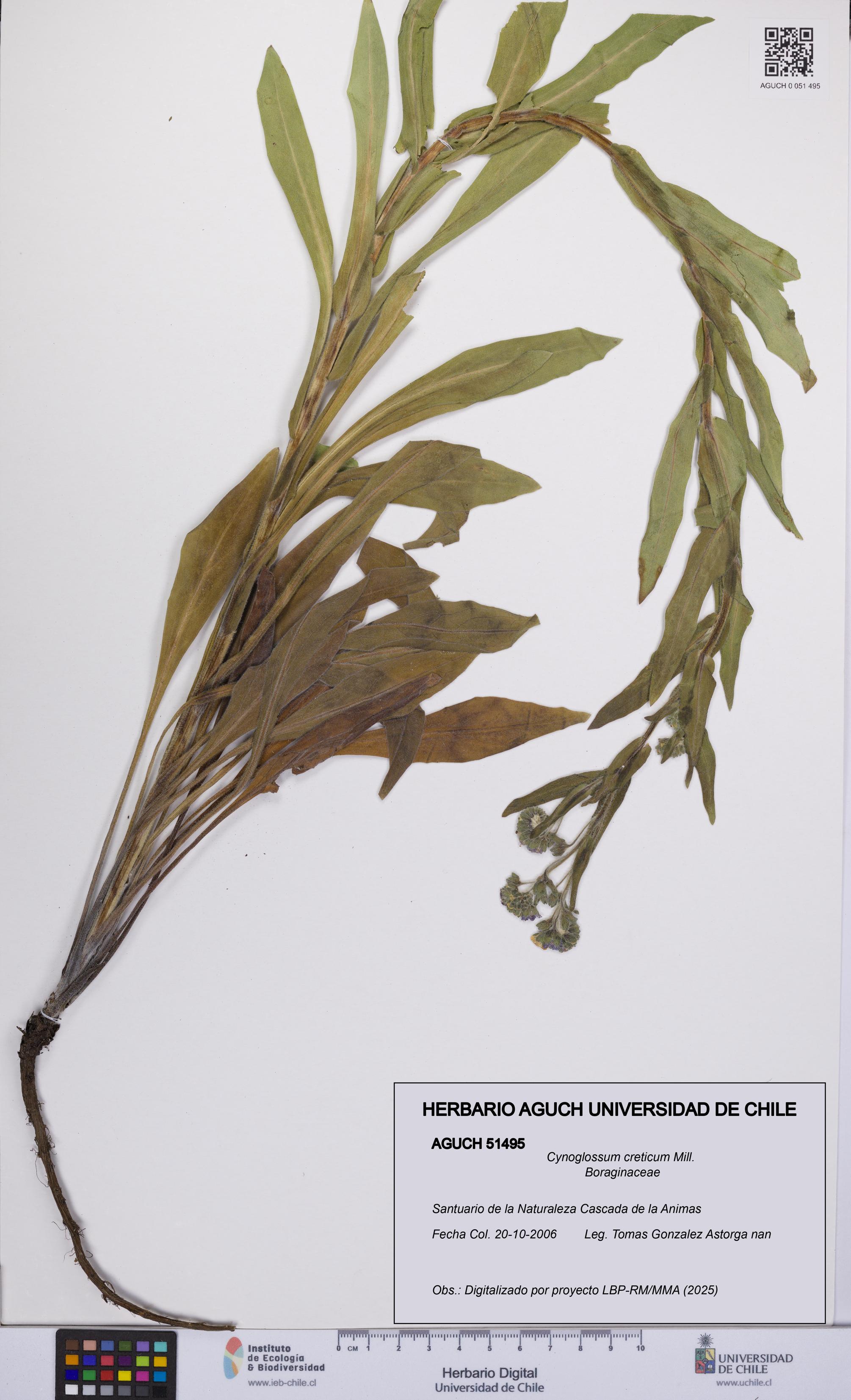 Cynoglossum creticum [Espécimen: UCH:AGUCH:0051495]
