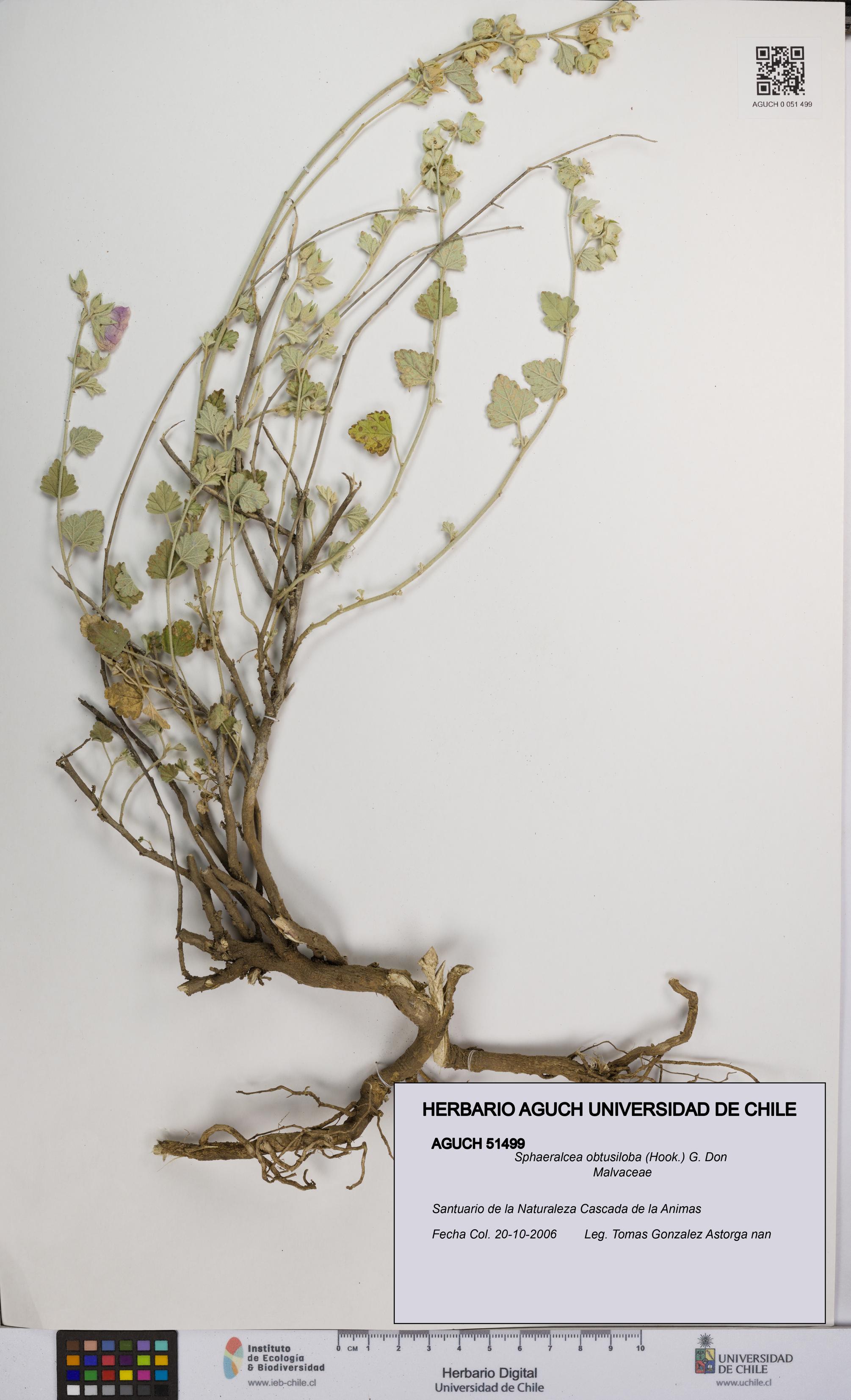 Sphaeralcea obtusiloba [Espécimen: UCH:AGUCH:0051499]