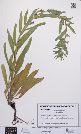 Echium plantagineum [Espécimen: UCH:AGUCH:0051500]