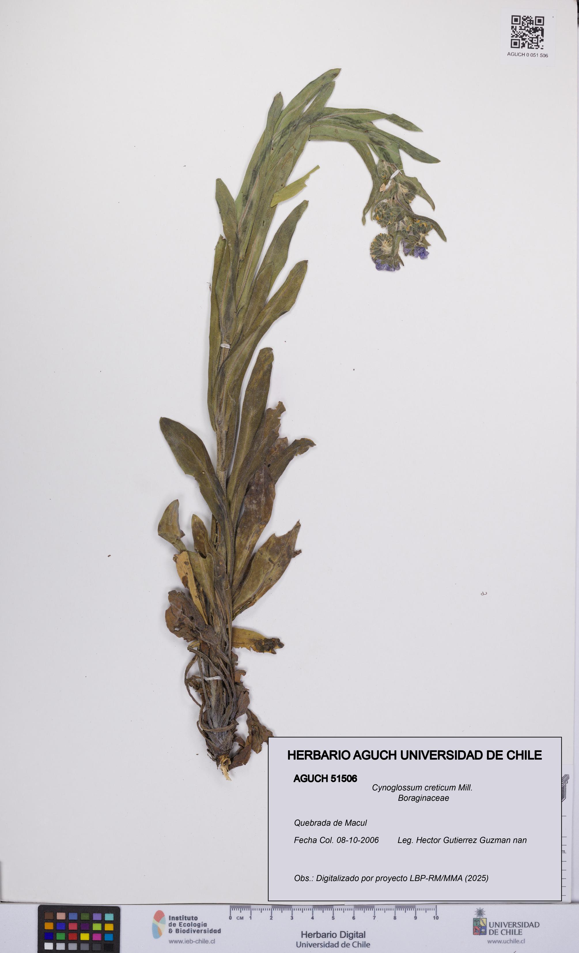 Cynoglossum creticum [Espécimen: UCH:AGUCH:0051506]