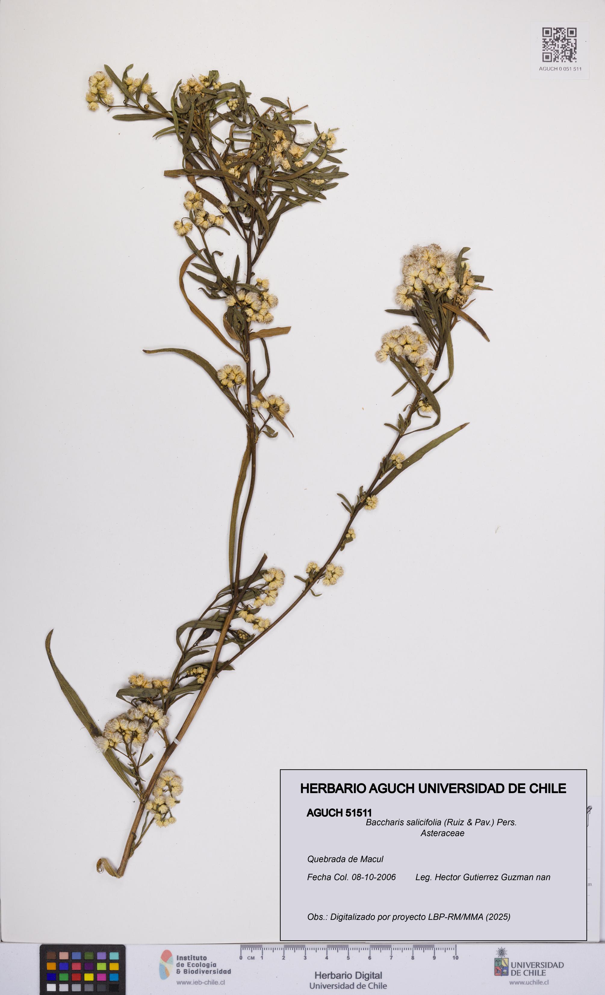 Baccharis salicifolia [Espécimen: UCH:AGUCH:0051511]