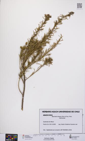 Baccharis linearis [Espécimen: UCH:AGUCH:0051512]