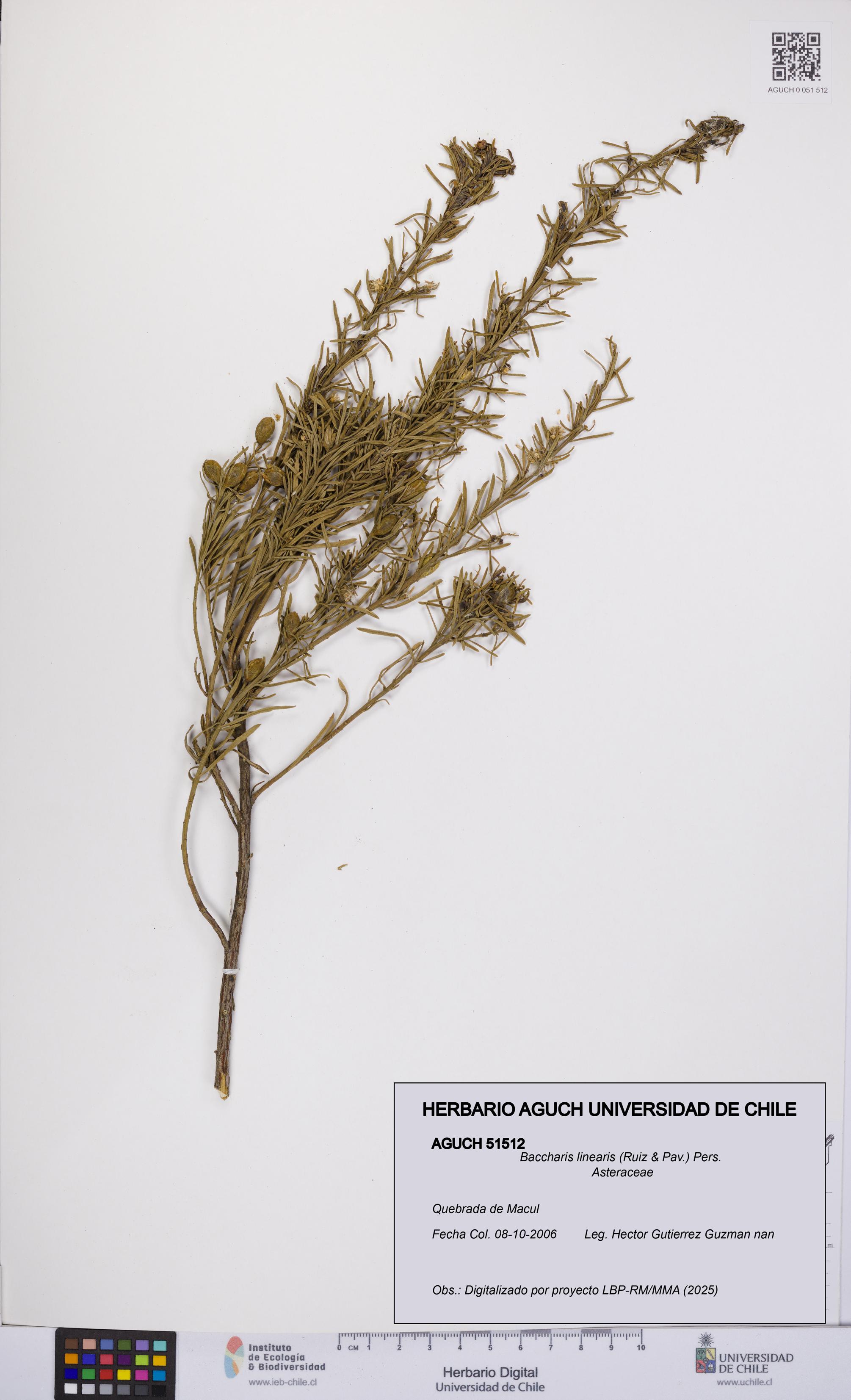 Baccharis linearis [Espécimen: UCH:AGUCH:0051512]