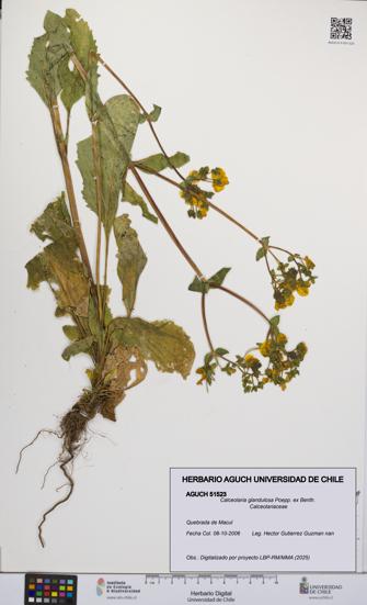 Calceolaria glandulosa [Espécimen: UCH:AGUCH:0051523]