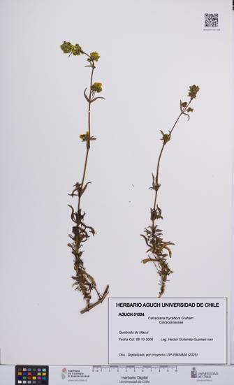 Calceolaria thyrsiflora [Espécimen: UCH:AGUCH:0051524]