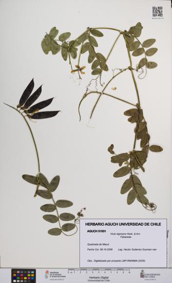 Vicia nigricans [Espécimen: UCH:AGUCH:0051531]