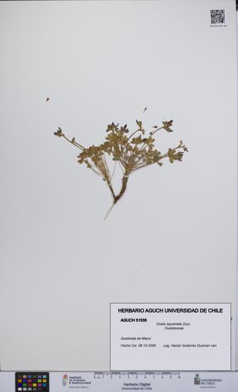 Oxalis squamata [Espécimen: UCH:AGUCH:0051535]
