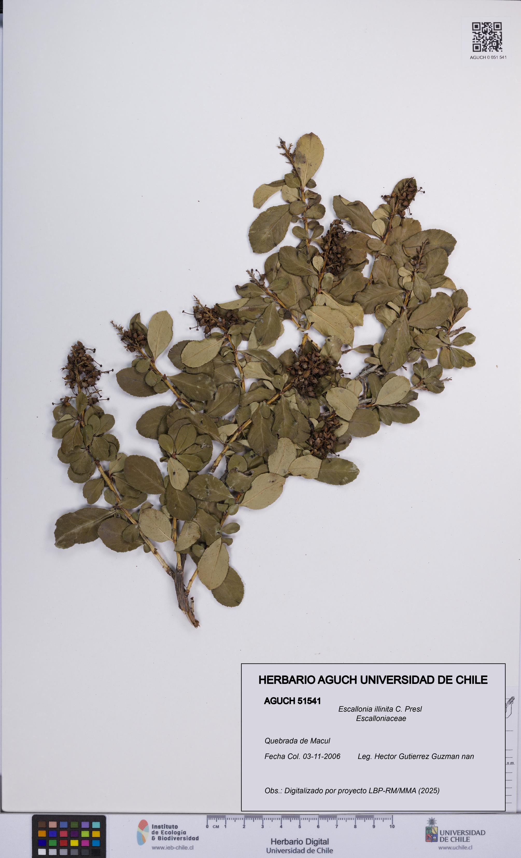 Escallonia illinita [Espécimen: UCH:AGUCH:0051541]