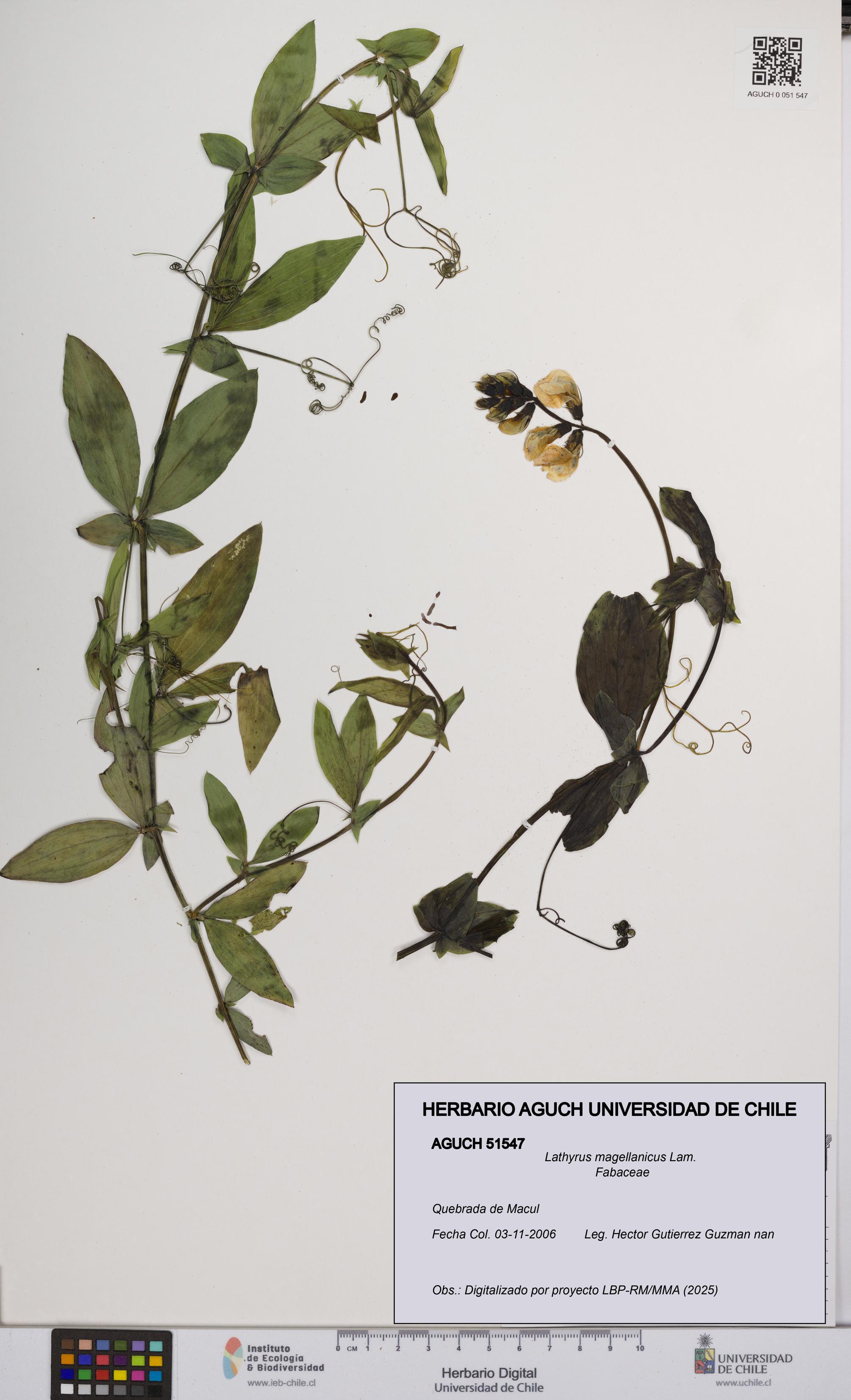 Lathyrus magellanicus [Espécimen: UCH:AGUCH:0051547]