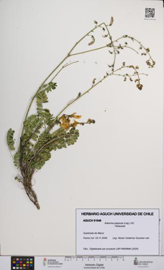 Adesmia papposa [Espécimen: UCH:AGUCH:0051548]