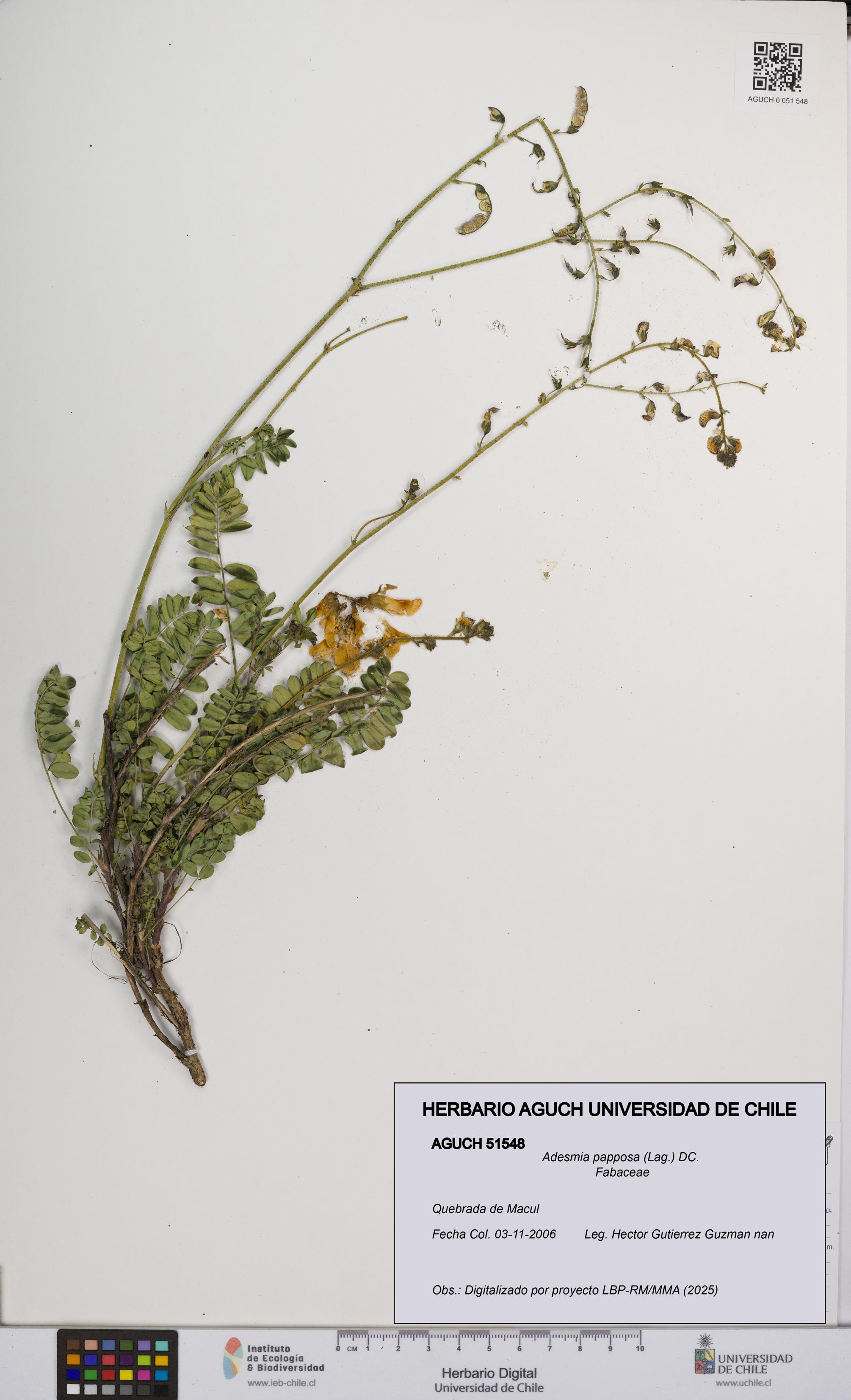 Adesmia papposa [Espécimen: UCH:AGUCH:0051548]