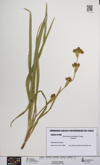 Sisyrinchium cuspidatum [Espécimen: UCH:AGUCH:0051554]