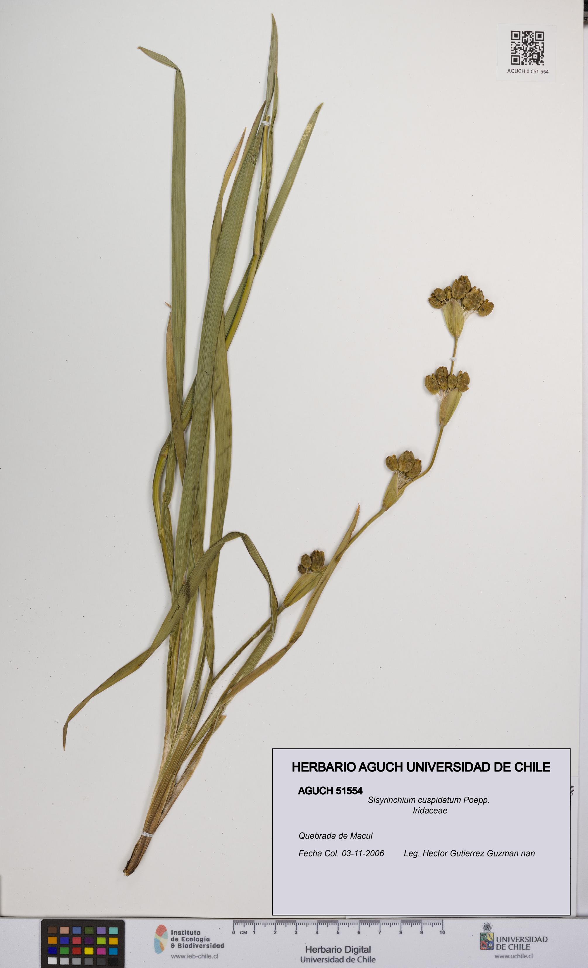 Sisyrinchium cuspidatum [Espécimen: UCH:AGUCH:0051554]