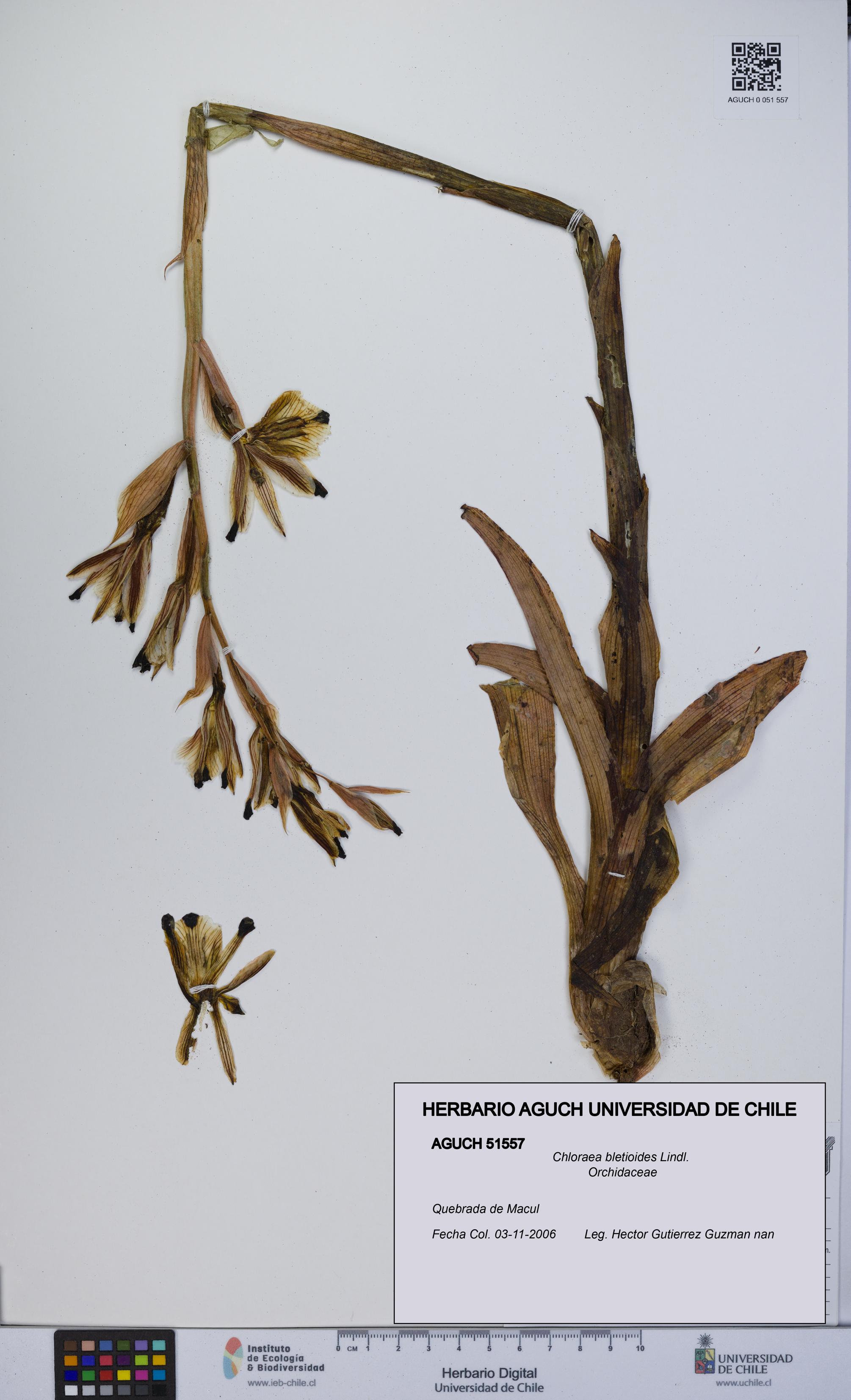 Chloraea bletioides [Espécimen: UCH:AGUCH:0051557]