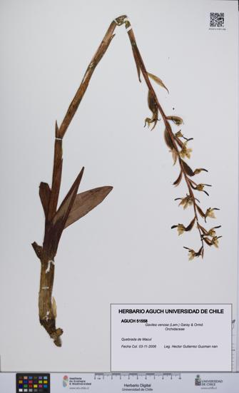 Gavilea venosa [Espécimen: UCH:AGUCH:0051558]