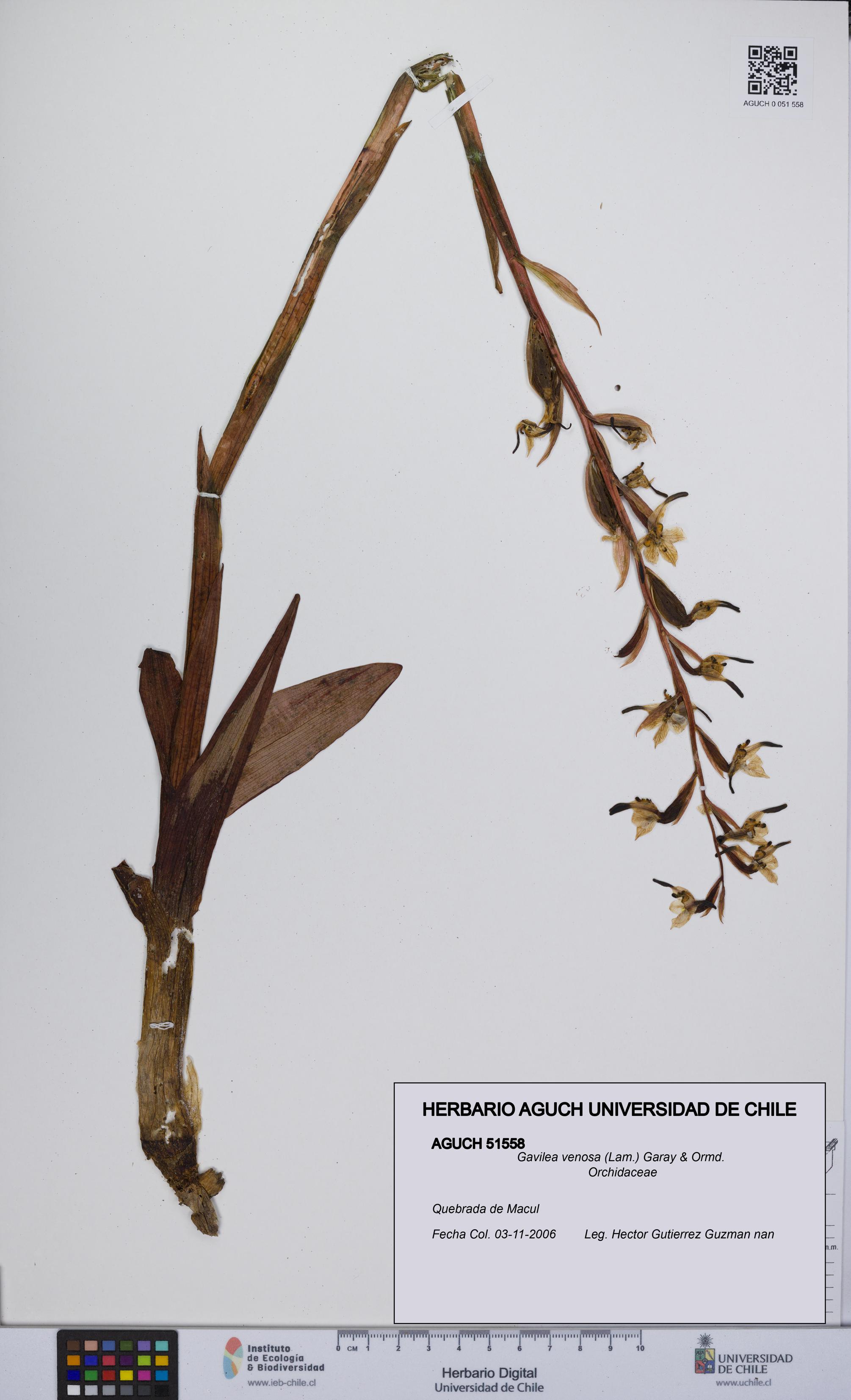 Gavilea venosa [Espécimen: UCH:AGUCH:0051558]