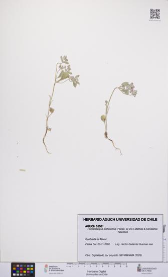 Homalocarpus dichotomus [Espécimen: UCH:AGUCH:0051561]