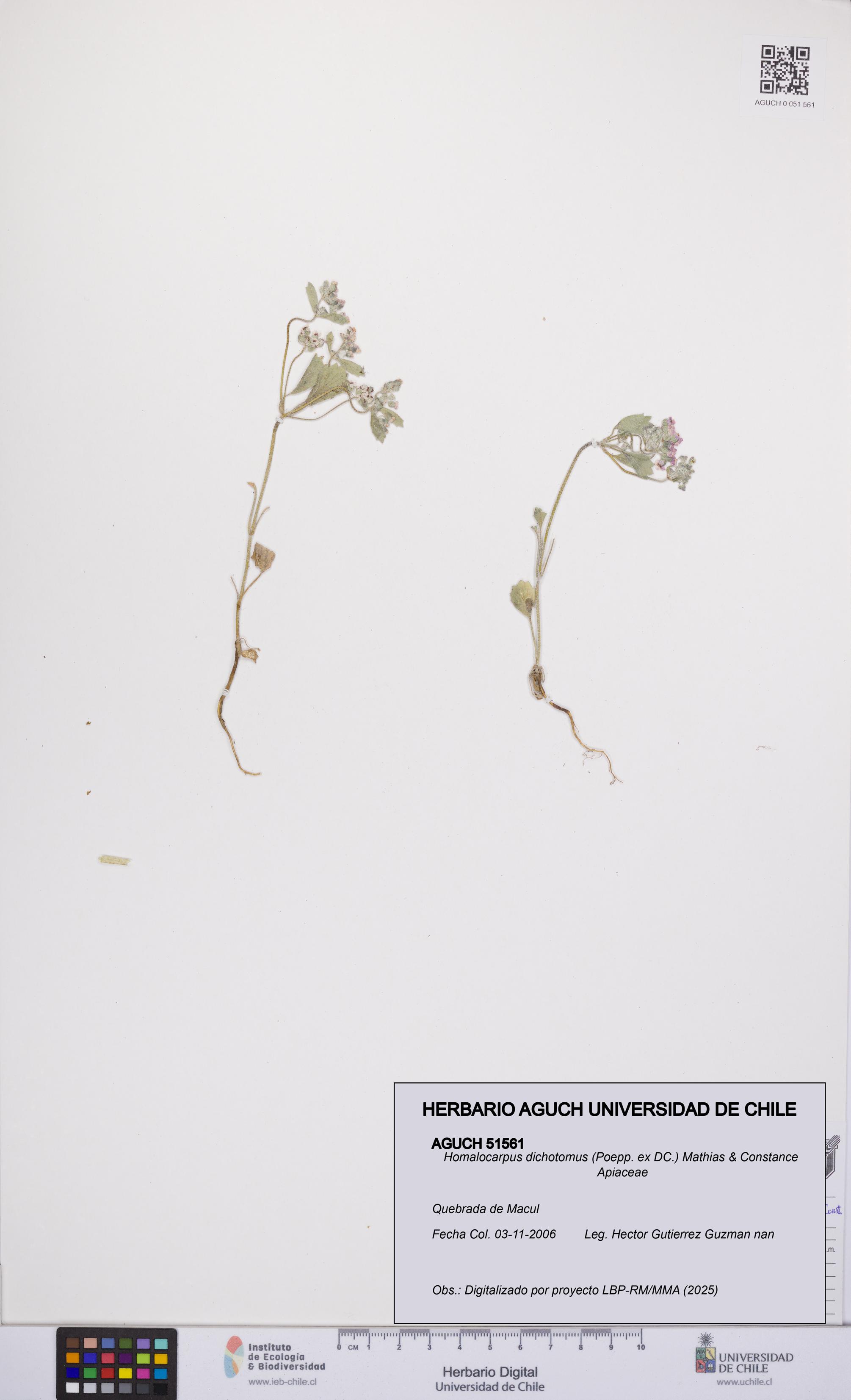 Homalocarpus dichotomus [Espécimen: UCH:AGUCH:0051561]