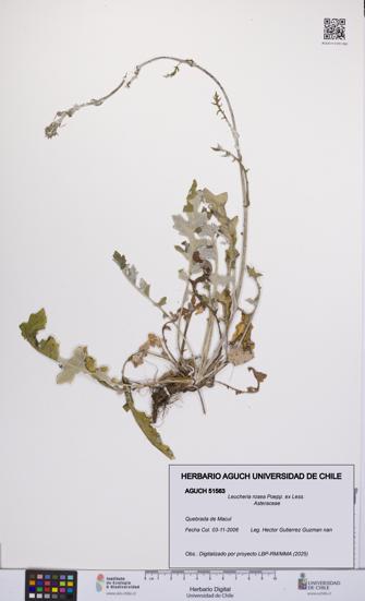 Leucheria rosea [Espécimen: UCH:AGUCH:0051563]