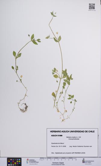 Stellaria media [Espécimen: UCH:AGUCH:0051569]