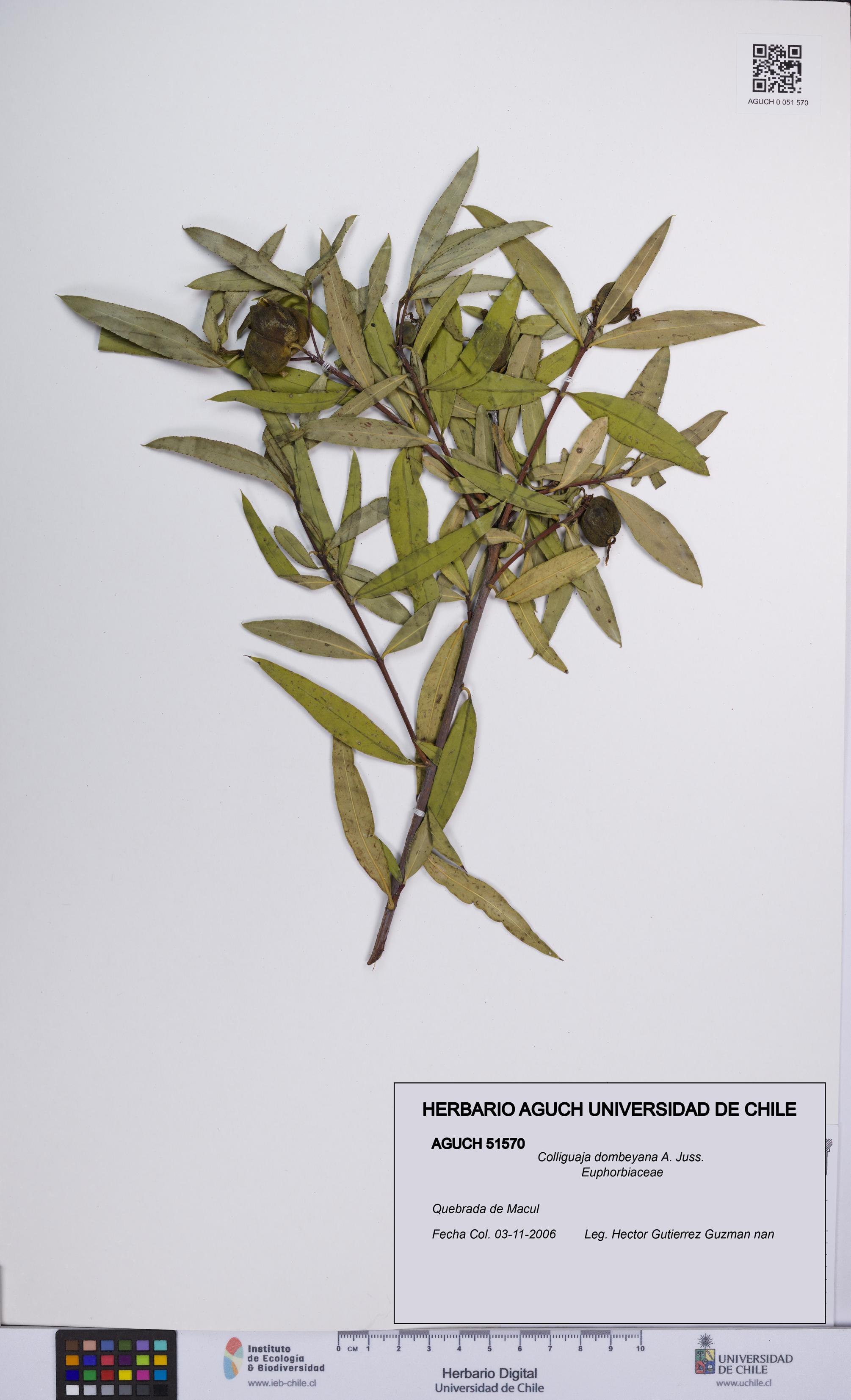 Colliguaja dombeyana [Espécimen: UCH:AGUCH:0051570]