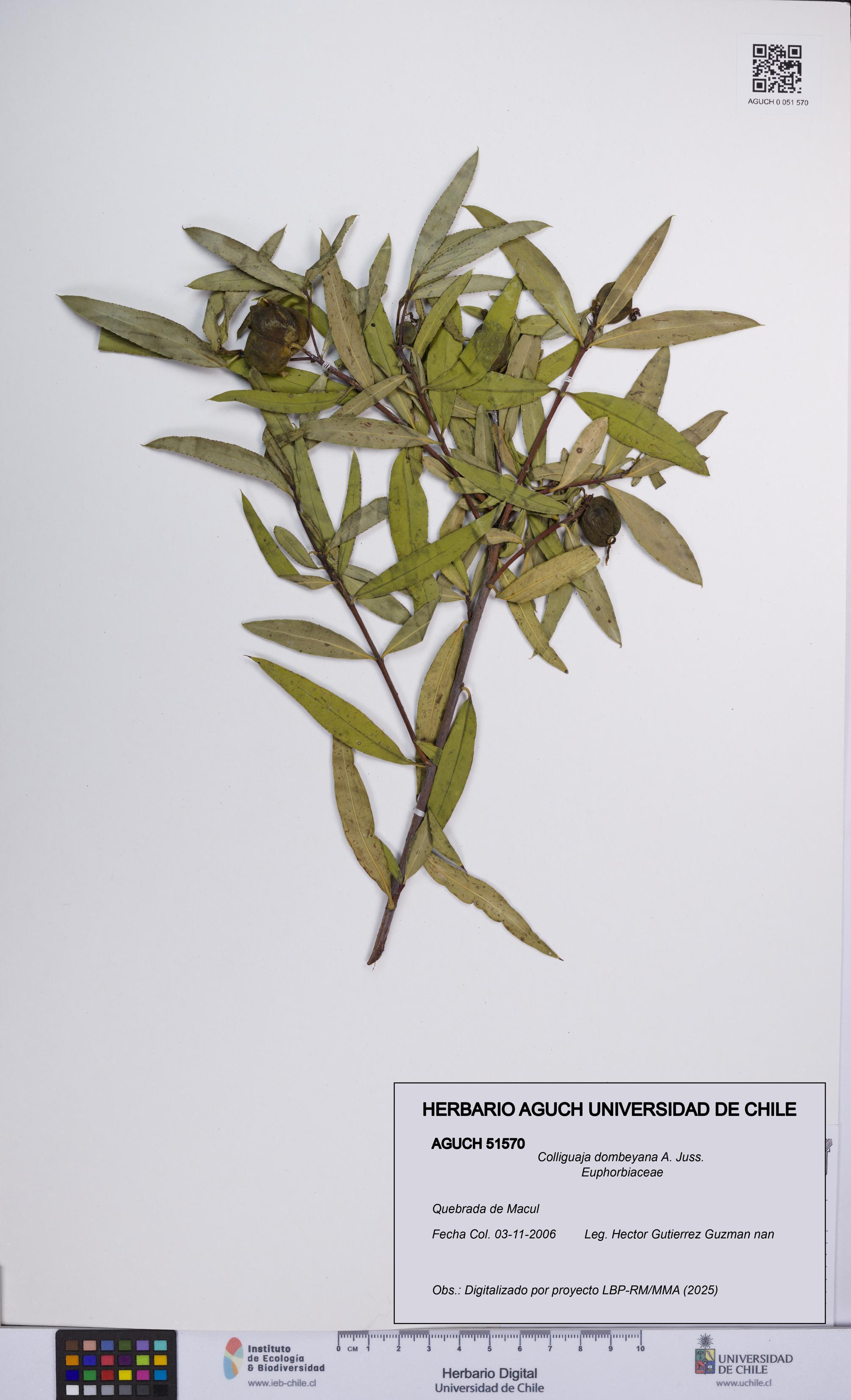 Colliguaja dombeyana [Espécimen: UCH:AGUCH:0051570]