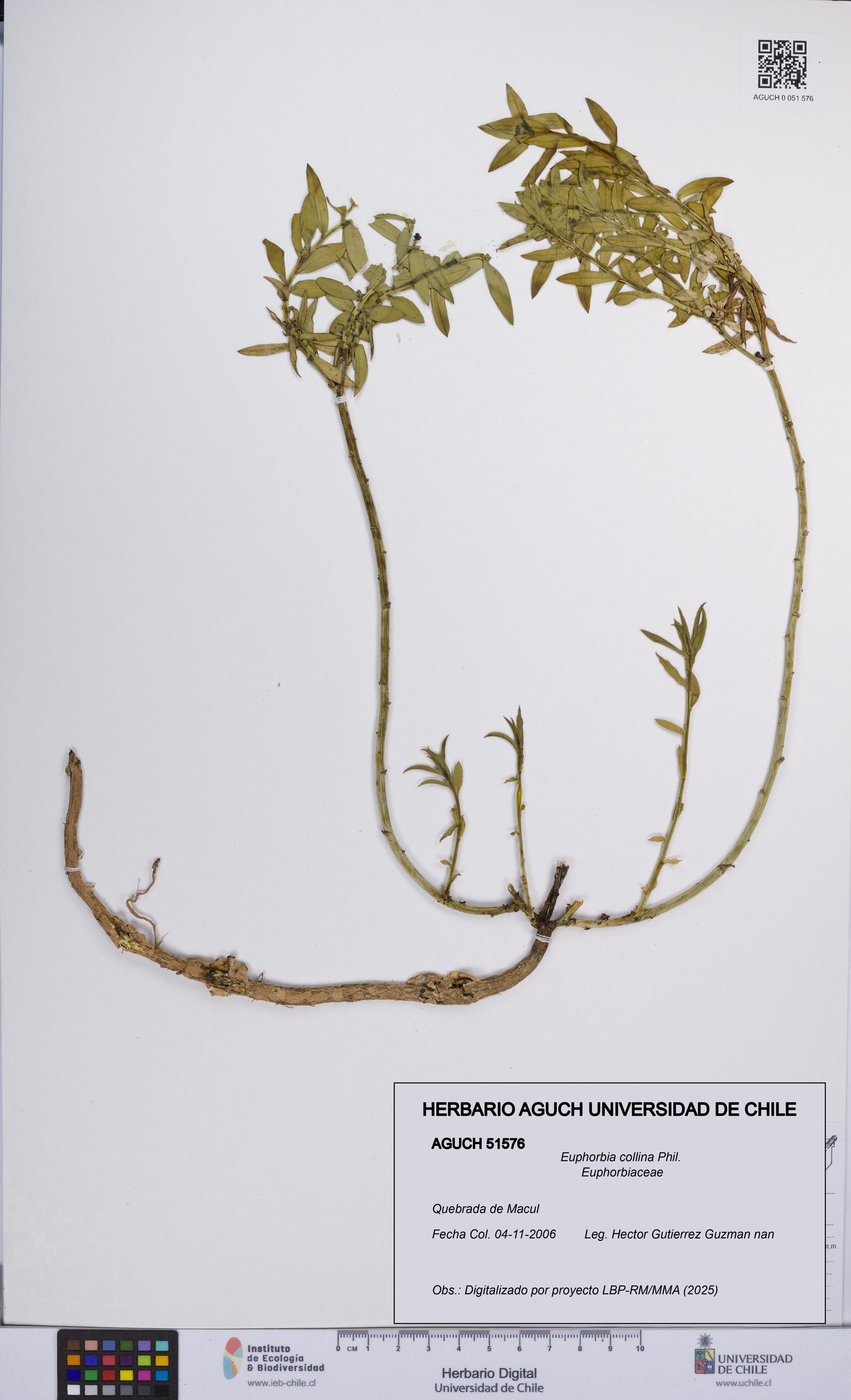 Euphorbia collina [Espécimen: UCH:AGUCH:0051576]