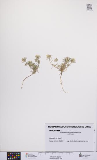 Chaetanthera moenchioides [Espécimen: UCH:AGUCH:0051581]