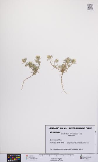 Chaetanthera moenchioides [Espécimen: UCH:AGUCH:0051581]