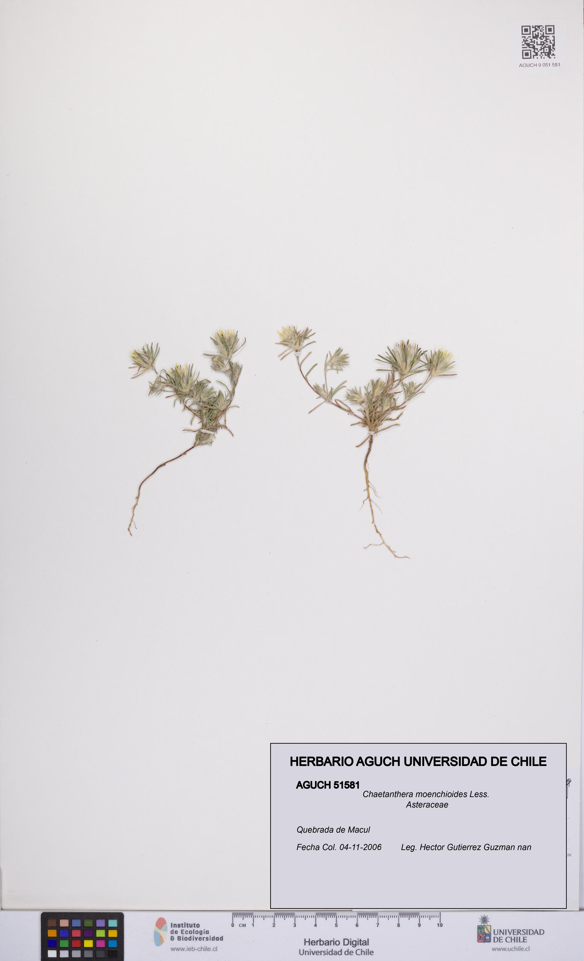 Chaetanthera moenchioides [Espécimen: UCH:AGUCH:0051581]