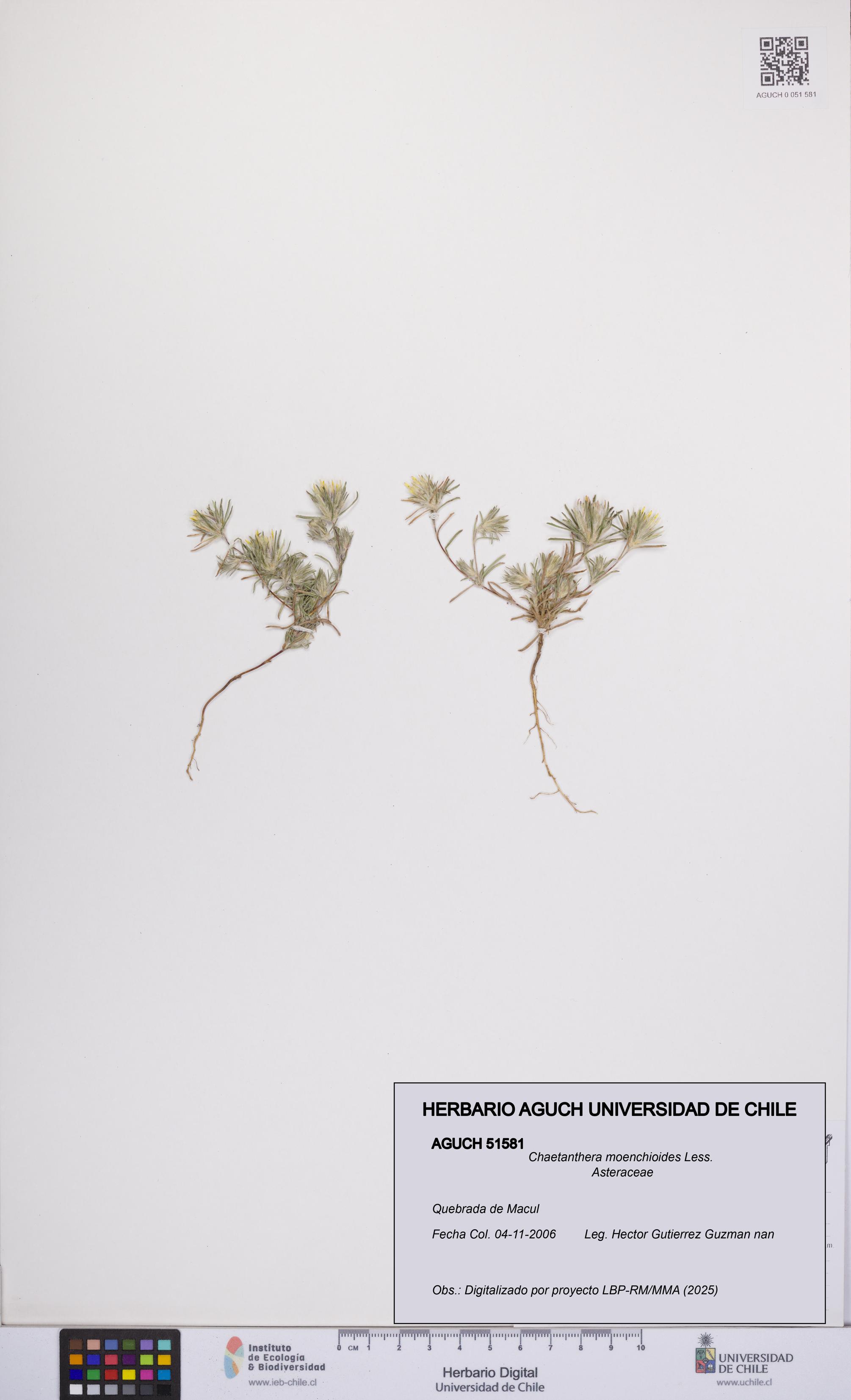 Chaetanthera moenchioides [Espécimen: UCH:AGUCH:0051581]